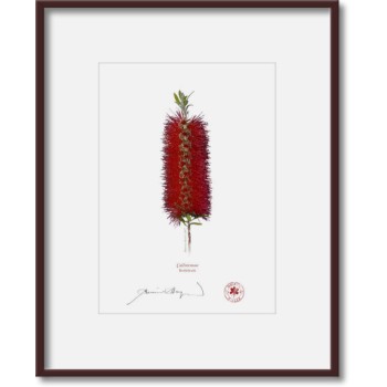 010 Bottlebrush (Callistemon) - 5″ × 7″ Print Ready to Frame With 8″ × 10″ Mat and Backing