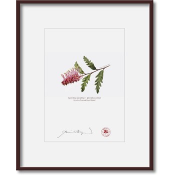 Grevillea 'Poorinda Royal Mantle' Diptych - 5″ × 7″ Prints Ready to Frame With 8″ × 10″ Mats and Backing