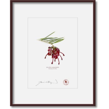 041 Rosemary Grevillea (Grevillea rosmarinifolia) - 5″ × 7″ Print Ready to Frame With 8″ × 10″ Mat and Backing