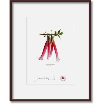 060 Native Fuchsia (Epacris longiflora) - 5″ × 7″ Print Ready to Frame With 8″ × 10″ Mat and Backing