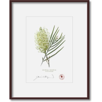 Grevillea Collection 3 Triptych - 5″ × 7″ Prints Ready to Frame With 8″ × 10″ Mats and Backing