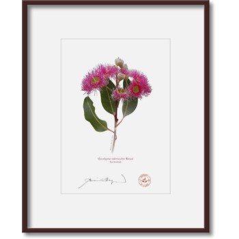 Eucalyptus 'Rosea' Cultivars Diptych - 5″ × 7″ Prints Ready to Frame With 8″ × 10″ Mats and Backing