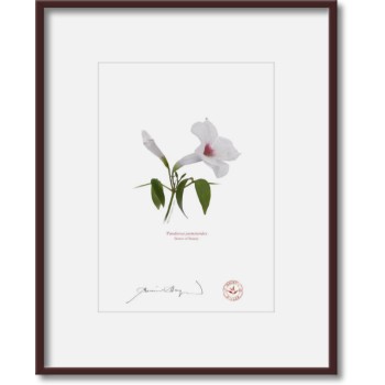 123 Pandorea jasminoides - 5″ × 7″ Print Ready to Frame With 8″ × 10″ Mat and Backing