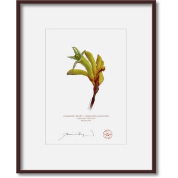 133 Kangaroo Paw (Anigozanthos 'Yellow Gem') - 5″ × 7″ Print Ready to Frame With 8″ × 10″ Mat and Backing