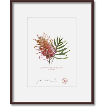 135 Grevillea 'Superb' - 5″ × 7″ Print Ready to Frame With 8″ × 10″ Mat and Backing