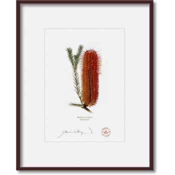 148 Heath Banksia (Banksia ericifolia) - 5″ × 7″ Print Ready to Frame With 8″ × 10″ Mat and Backing