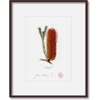 Banksia Flower Collection 3 Diptych - 5″ × 7″ Prints Ready to Frame With 8″ × 10″ Mats and Backing