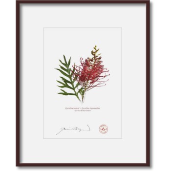 Grevillea Collection 1 Diptych - 5″ × 7″ Prints Ready to Frame With 8″ × 10″ Mats and Backing