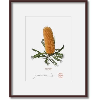 154 Ashby's Banksia (Banksia ashbyi) - 5″ × 7″ Print Ready to Frame With 8″ × 10″ Mat and Backing