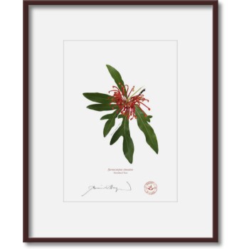 155 Firewheel Tree (Stenocarpus sinuatus) - 5″ × 7″ Print Ready to Frame With 8″ × 10″ Mat and Backing