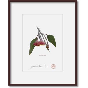 161 Eucalyptus caesia - 5″ × 7″ Print Ready to Frame With 8″ × 10″ Mat and Backing