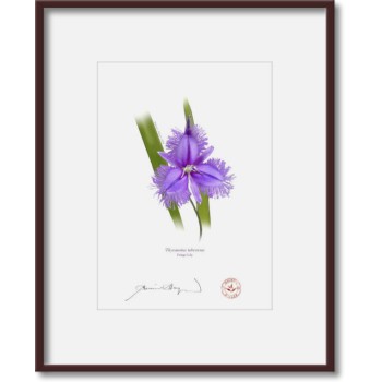 163 Fringe Lily (Thysanotus tuberosus) - 5″ × 7″ Print Ready to Frame With 8″ × 10″ Mat and Backing