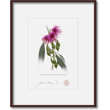 164 Eucalyptus leucoxylon subsp. megalocarpa 'Rosea' - 5″ × 7″ Print Ready to Frame With 8″ × 10″ Mat and Backing