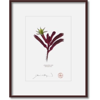 175 Red Kangaroo Paw (Anigozanthos rufus) - 5″ × 7″ Print Ready to Frame With 8″ × 10″ Mat and Backing