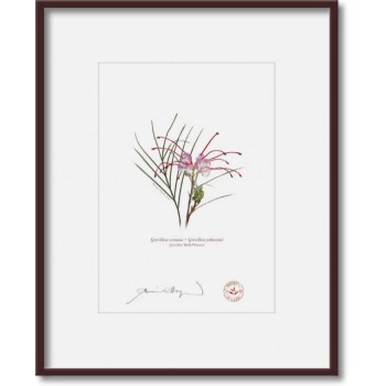 188 Grevillea 'Bulli Princess' - 5″ × 7″ Print Ready to Frame With 8″ × 10″ Mat and Backing