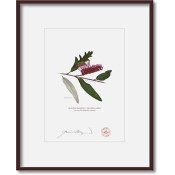 190 Grevillea 'Poorinda Royal Mantle' - 5″ × 7″ Print Ready to Frame With 8″ × 10″ Mat and Backing