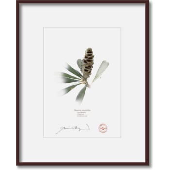 194 Coast Banksia Seed Cone and Leaf (Banksia integrifolia) - 5″ × 7″ Print Ready to Frame With 8″ × 10″ Mat and Backing