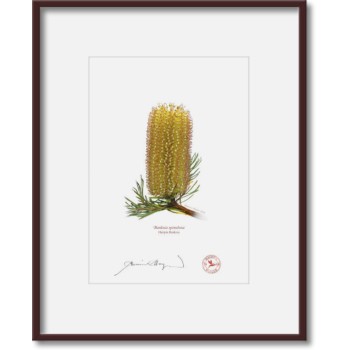 223 Hairpin Banksia (Banksia spinulosa) - 5″ × 7″ Print Ready to Frame With 8″ × 10″ Mat and Backing