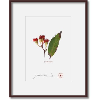 224 Corymbia ficifolia - 5″ × 7″ Print Ready to Frame With 8″ × 10″ Mat and Backing