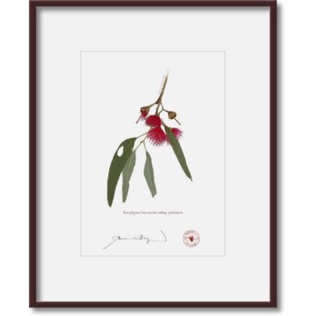 229 Eucalyptus leucoxylon subsp. petiolaris - 5″ × 7″ Print Ready to Frame With 8″ × 10″ Mat and Backing