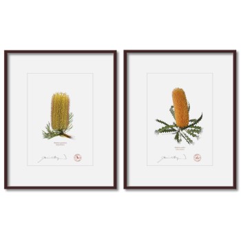 Banksia Flower Collection 2 Diptych - 5″ × 7″ Prints Ready to Frame With 8″ × 10″ Mats and Backing