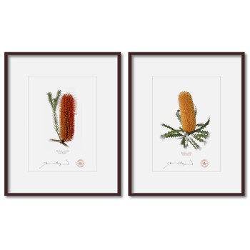 Banksia Flower Collection 4 Diptych - 5″ × 7″ Prints Ready to Frame With 8″ × 10″ Mats and Backing