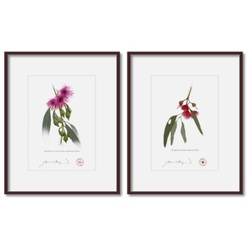 Eucalyptus leucoxylon subspecies Diptych - 5″ × 7″ Prints Ready to Frame With 8″ × 10″ Mats and Backing