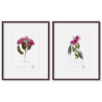 Eucalyptus 'Rosea' Cultivars Diptych - 5″ × 7″ Prints Ready to Frame With 8″ × 10″ Mats and Backing