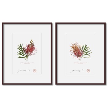 Grevillea Collection 1 Diptych - 5″ × 7″ Prints Ready to Frame With 8″ × 10″ Mats and Backing