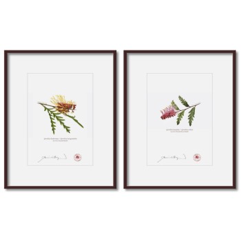 Grevillea Collection 2 Diptych - 5″ × 7″ Prints Ready to Frame With 8″ × 10″ Mats and Backing