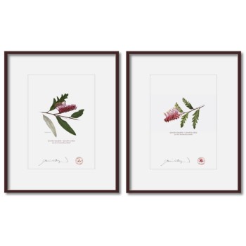 Grevillea 'Poorinda Royal Mantle' Diptych - 5″ × 7″ Prints Ready to Frame With 8″ × 10″ Mats and Backing