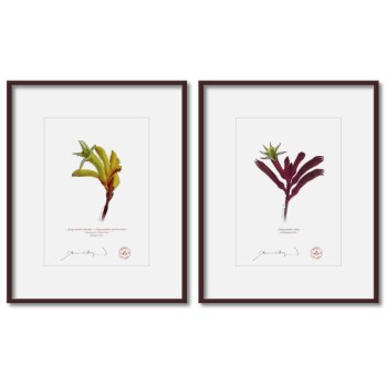 Kangaroo Paw (Anigozanthos) Diptych - 5″ × 7″ Prints Ready to Frame With 8″ × 10″ Mats and Backing