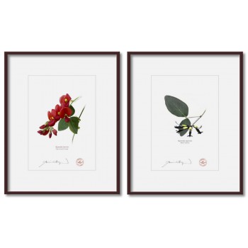 Kennedia species Diptych - 5″ × 7″ Prints Ready to Frame With 8″ × 10″ Mats and Backing