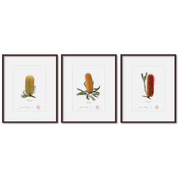 Banksia Flower Collection 1 Triptych - 5″ × 7″ Prints Ready to Frame With 8″ × 10″ Mats and Backing