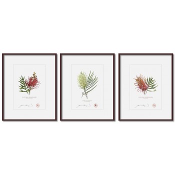 Grevillea Collection 3 Triptych - 5″ × 7″ Prints Ready to Frame With 8″ × 10″ Mats and Backing