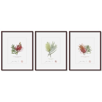 Grevillea Collection 3 Triptych - 5″ × 7″ Prints Ready to Frame With 8″ × 10″ Mats and Backing