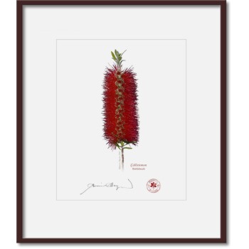 010 Bottlebrush (Callistemon) - 8″ × 10″ Print Ready to Frame With 12″ × 14″ Mat and Backing