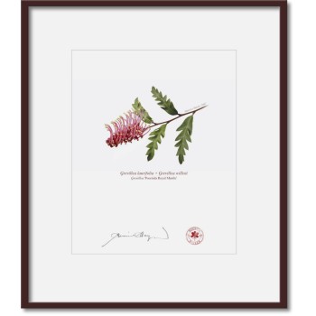 Grevillea 'Poorinda Royal Mantle' Diptych - 8″ × 10″ Prints Ready to Frame With 12″ × 14″ Mats and Backing