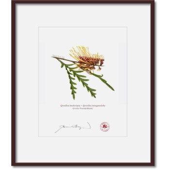 Grevillea Collection 2 Diptych - 8″ × 10″ Prints Ready to Frame With 12″ × 14″ Mats and Backing