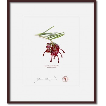041 Rosemary Grevillea (Grevillea rosmarinifolia) - 8″ × 10″ Print Ready to Frame With 12″ × 14″ Mat and Backing