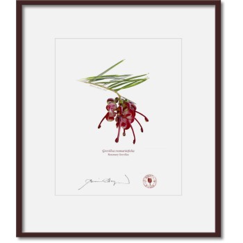 041 Rosemary Grevillea (Grevillea rosmarinifolia) - 8″ × 10″ Print Ready to Frame With 12″ × 14″ Mat and Backing