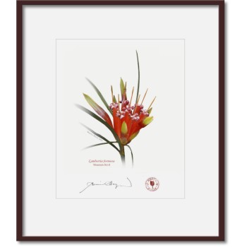 095 Mountain Devil (Lambertia formosa) - 8″ × 10″ Print Ready to Frame With 12″ × 14″ Mat and Backing