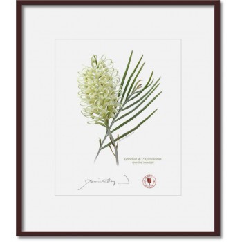 112 Grevillea 'Moonlight' - 8″ × 10″ Print Ready to Frame With 12″ × 14″ Mat and Backing
