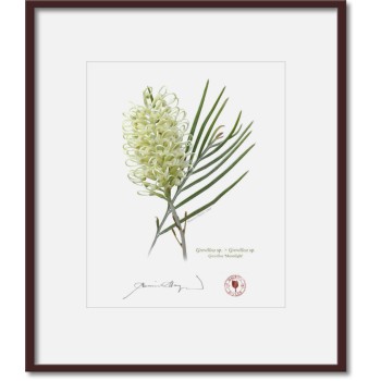 Grevillea Collection 3 Triptych - 8″ × 10″ Prints Ready to Frame With 12″ × 14″ Mats and Backing