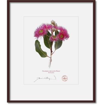 121 Red Ironbark (Eucalyptus sideroxylon 'Rosea') - 8″ × 10″ Print Ready to Frame With 12″ × 14″ Mat and Backing