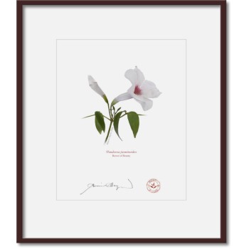 123 Pandorea jasminoides - 8″ × 10″ Print Ready to Frame With 12″ × 14″ Mat and Backing