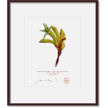 133 Kangaroo Paw (Anigozanthos 'Yellow Gem') - 8″ × 10″ Print Ready to Frame With 12″ × 14″ Mat and Backing