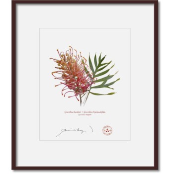 135 Grevillea 'Superb' - 8″ × 10″ Print Ready to Frame With 12″ × 14″ Mat and Backing