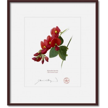 137 Cape Leeuwin Creeper (Kennedia lateritia) - 8″ × 10″ Print Ready to Frame With 12″ × 14″ Mat and Backing