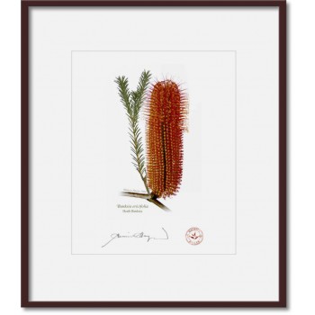 148 Heath Banksia (Banksia ericifolia) - 8″ × 10″ Print Ready to Frame With 12″ × 14″ Mat and Backing